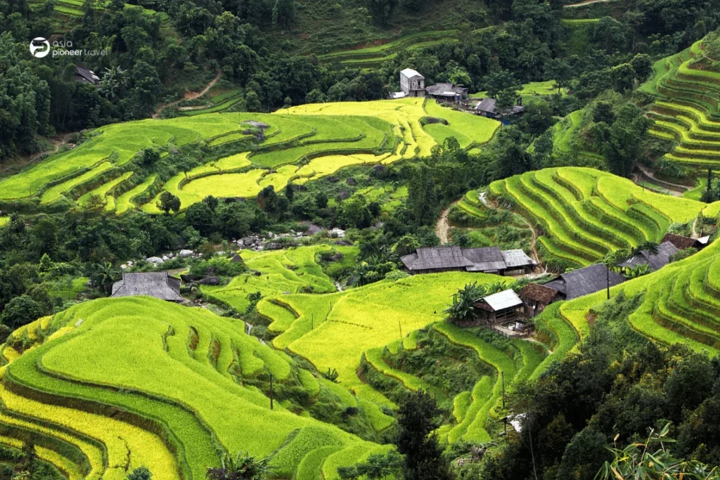 Hoang-Su-Phi-rice-terraces-voyage au Vietnam