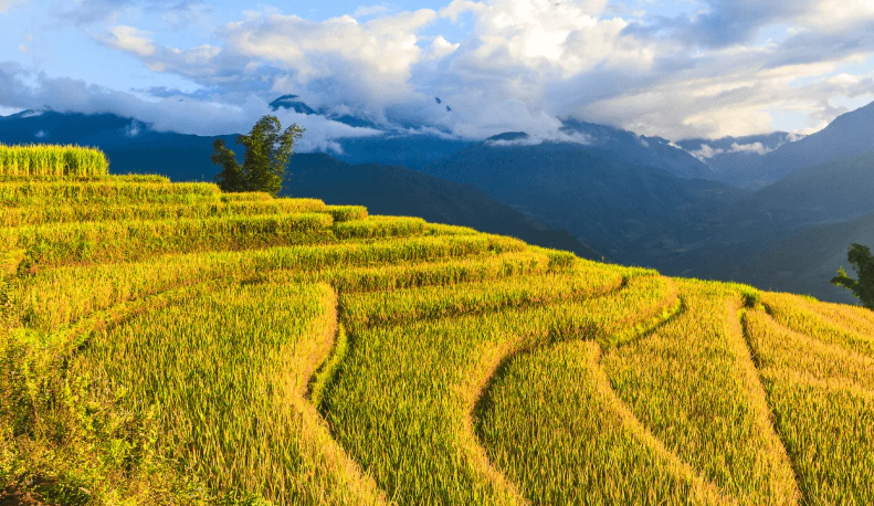 Oui Ty Voyage au Vietnam