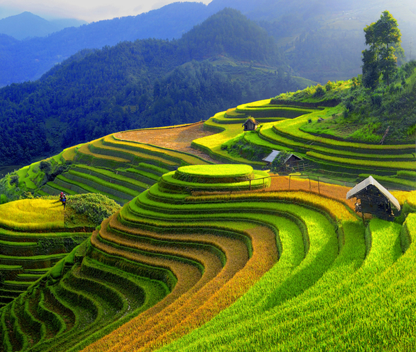 Rizières en terrasses de Sapa – Chef-d'œuvre naturel