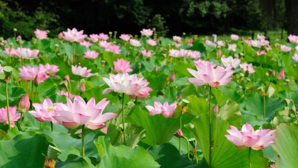 des fleurs au delta du mékong au Vietnam
